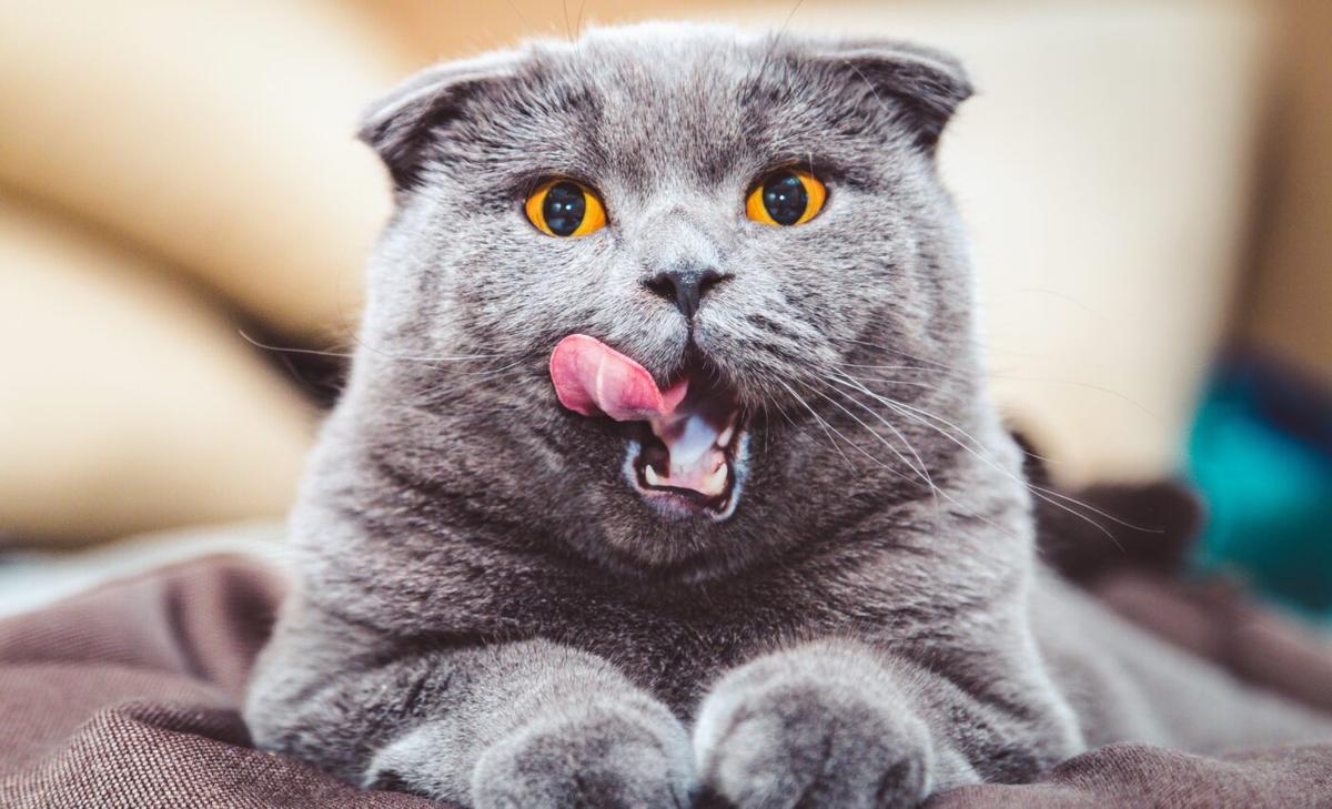 Cats use nearly 300 facial expressions to communicate