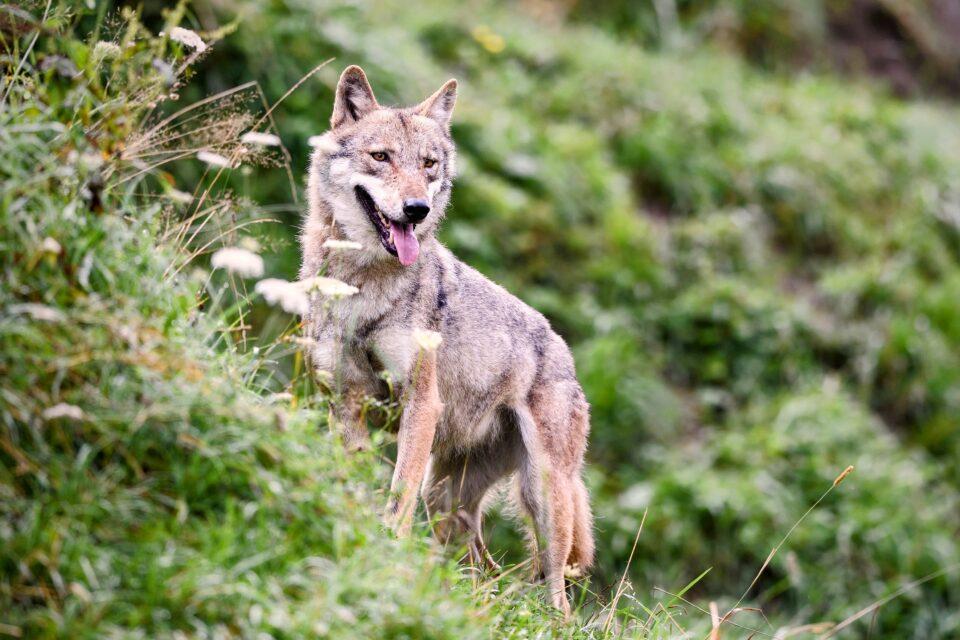 Predators play an overlooked role in ecosystem restoration