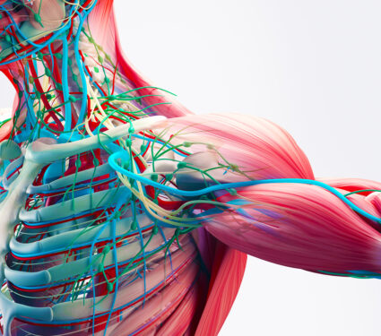Human,Anatomy,Detail,Of,Shoulder.,Muscle,,Bone,Structure,,Arteries.,On