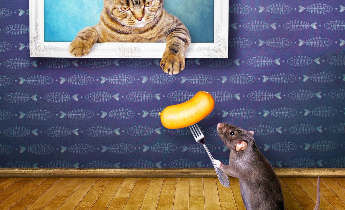 Rats have an imagination like humans and they use it often