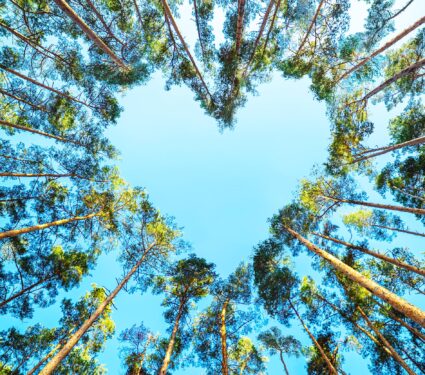 Pine,Trees,In,The,Forest,Form,A,Heart,Shape,Their