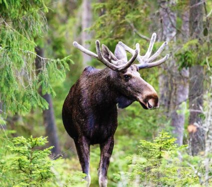 Moose,Hiding,Among,The,Tress