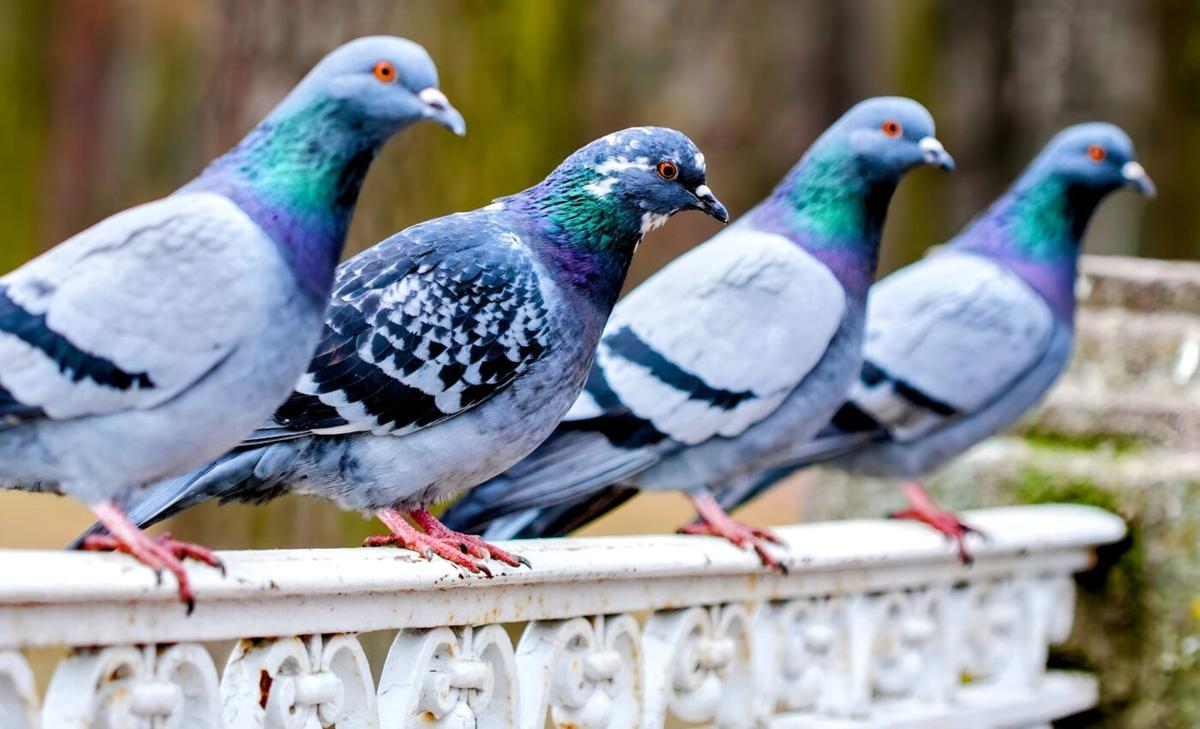 Not so dim-witted: Pigeons have their own version of machine learning 