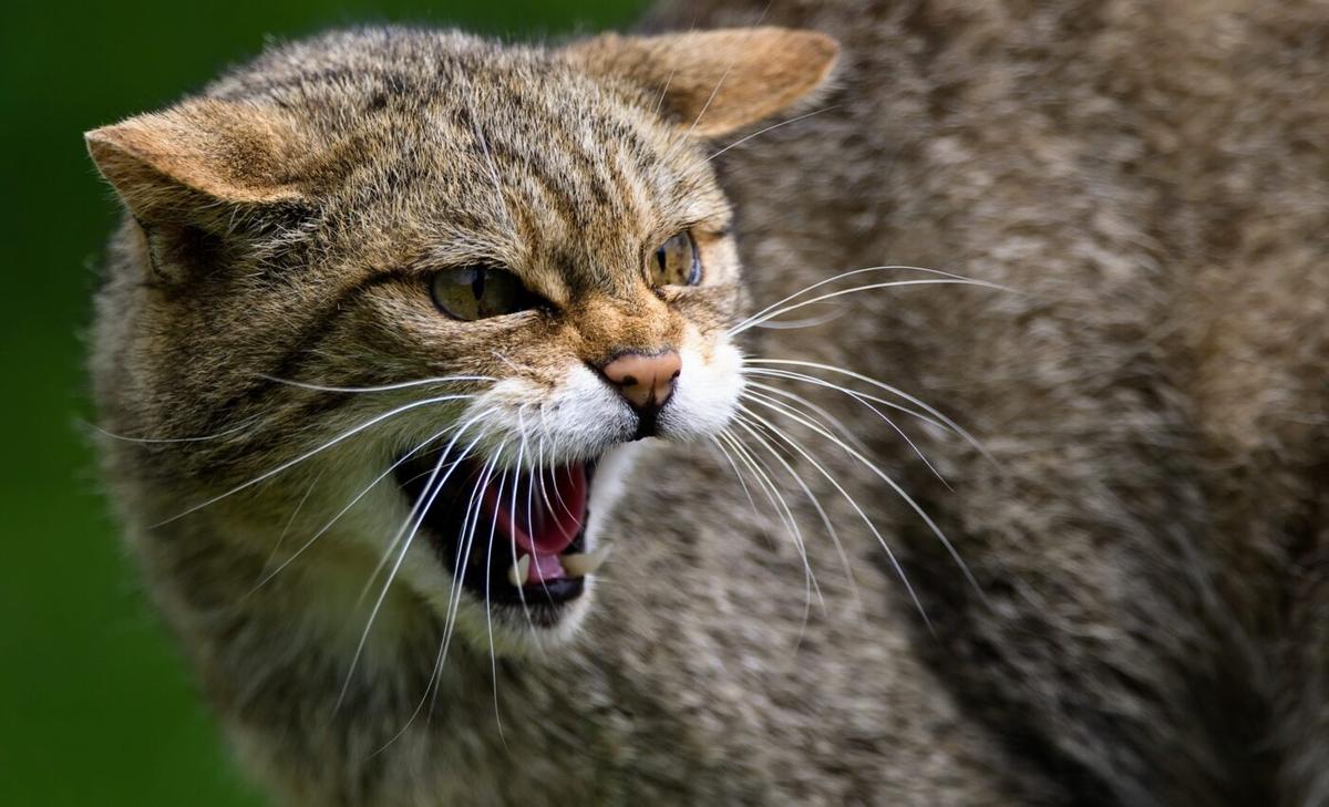 European wildcats avoided breeding with domestic cats for 2,000 years