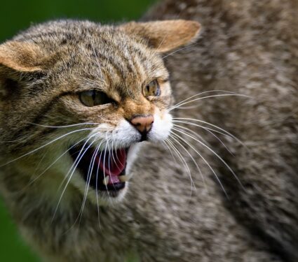 Wildcats.jpg