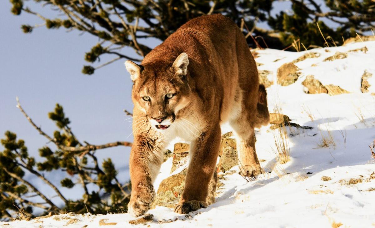 Mountain lions actively avoid artificial light