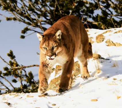 Mountain-lions-.jpg