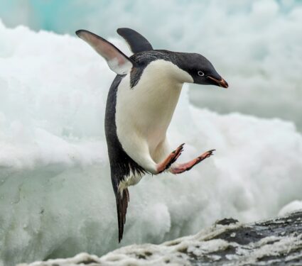 Adelie-penguins.jpg