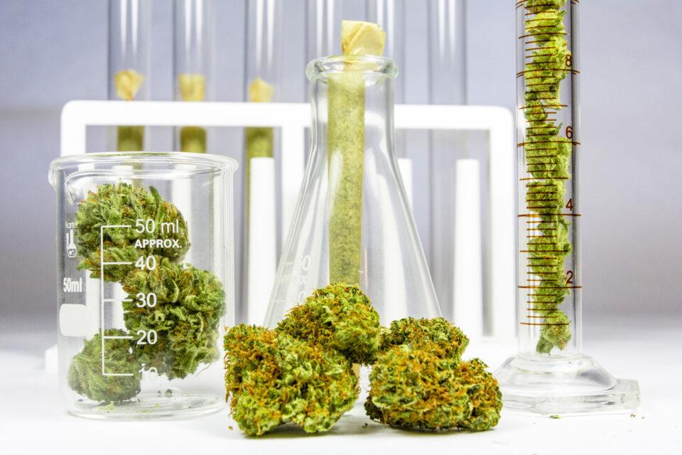 Marijuana use greatly increases risk of heart attack and stroke