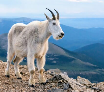 Mountain-goats.jpg