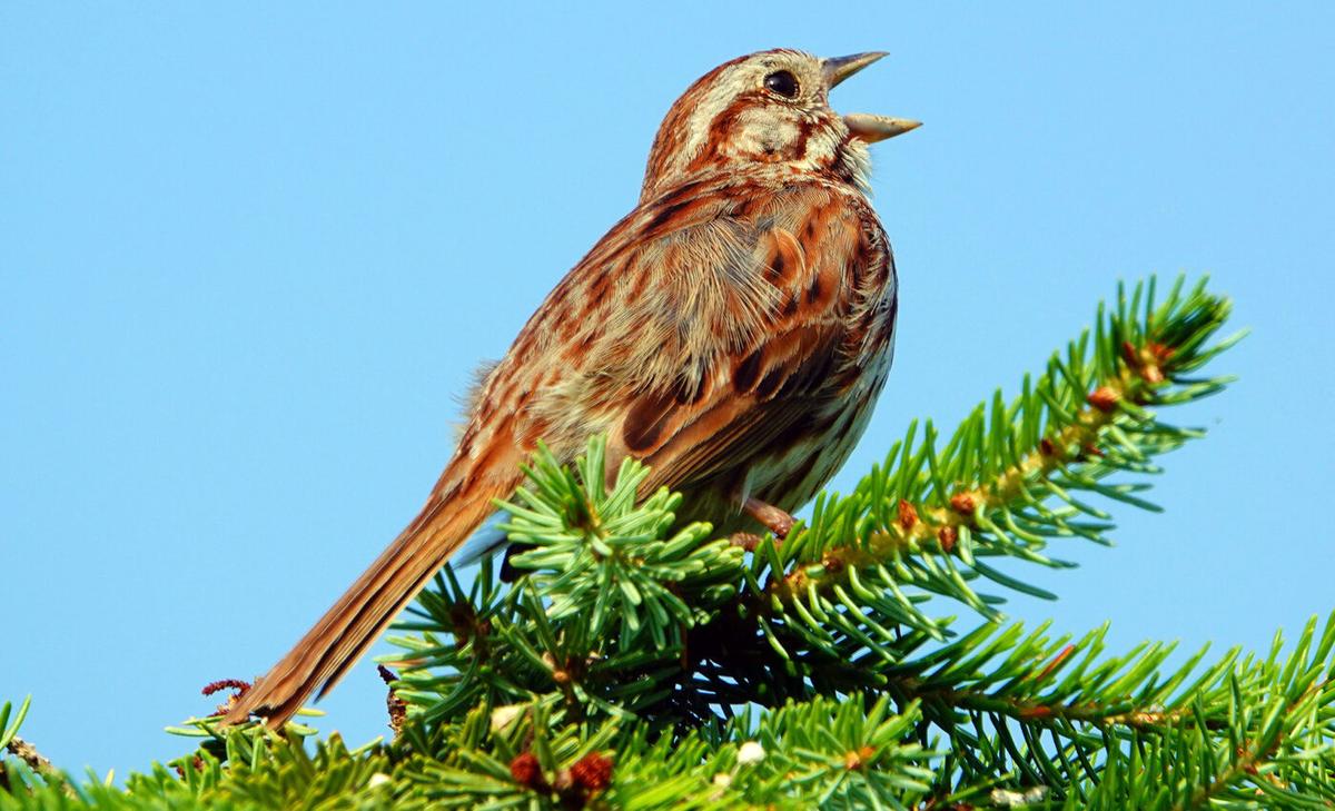Revealed: Why song sparrows are larger in colder climates