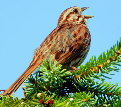 Song,Sparrow,In,Top,Of,Tree,Singing,Loudly