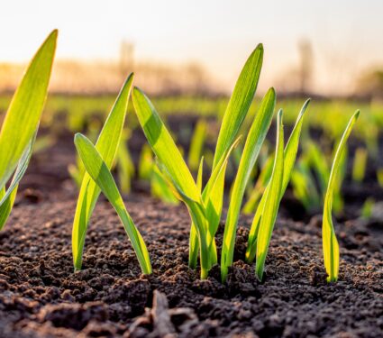 Wheat-seedlings.jpg