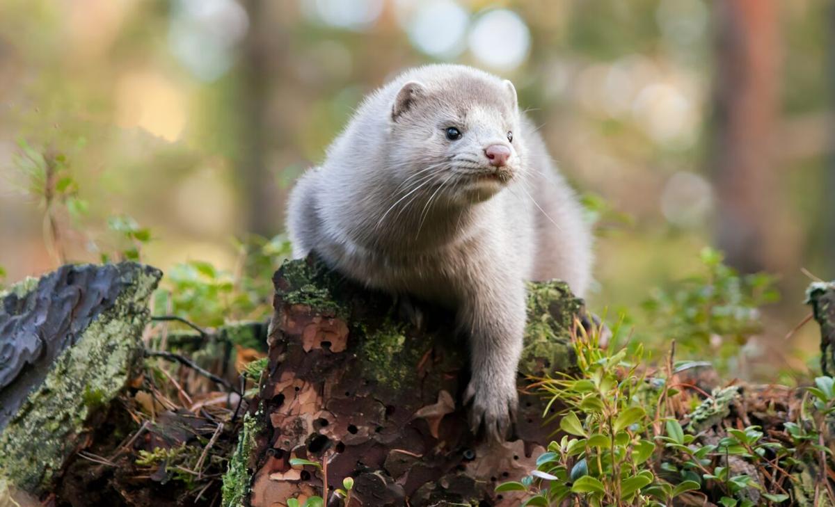 One fifth of all European endangered species may vanish 
