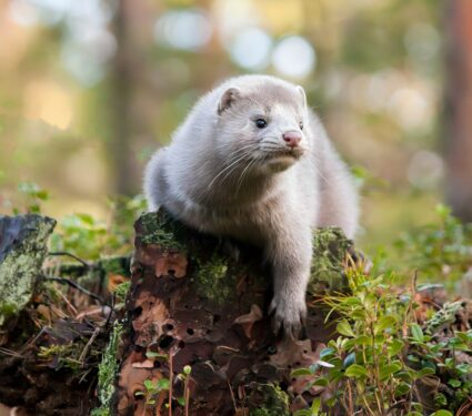 European-species.jpg