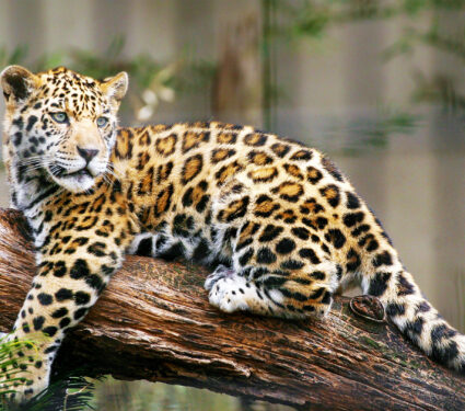 2023/11/jaguar-cub_spots_1medium.jpg