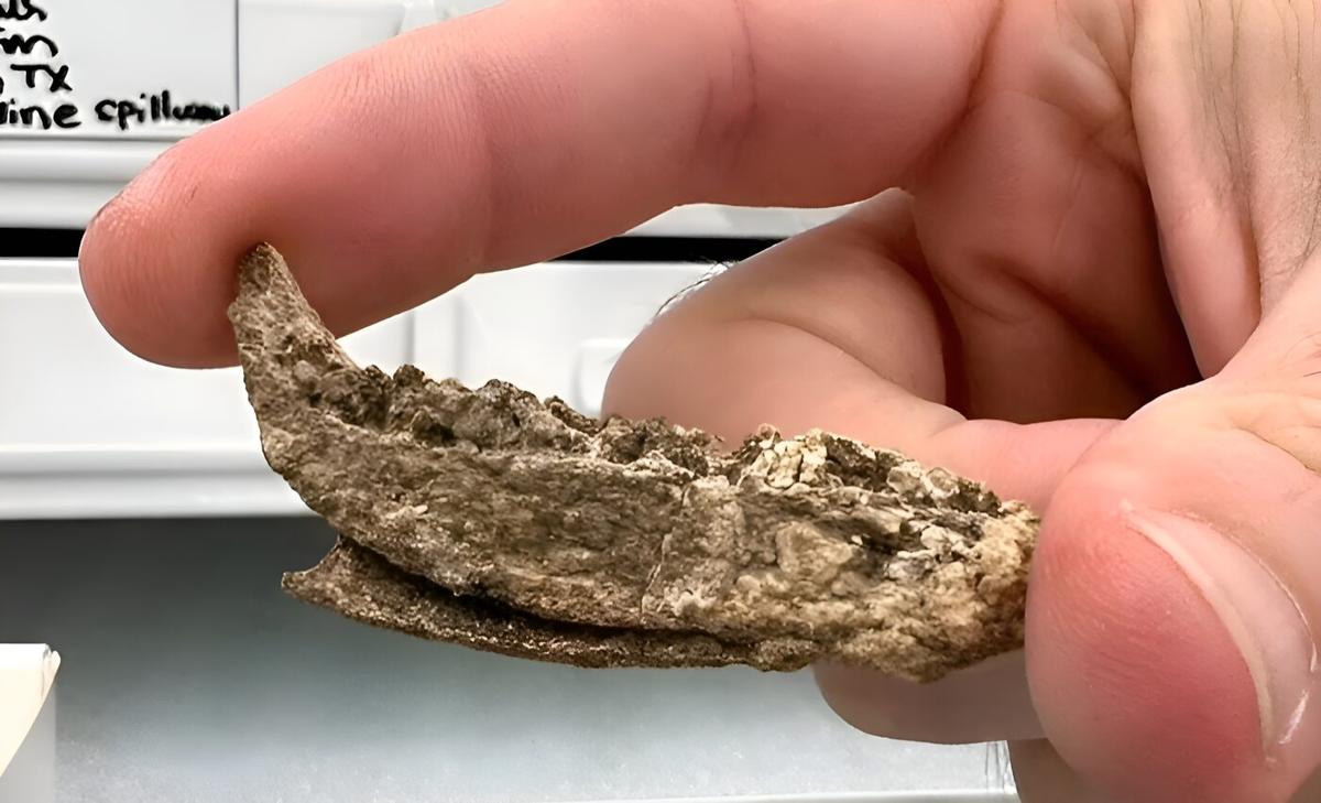 'Little bitty' dinosaur species found in North Texas