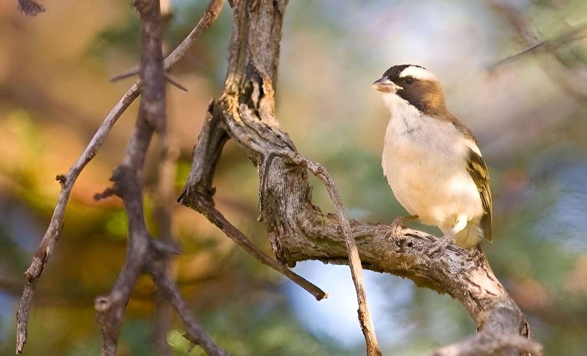 Sparrows lay larger eggs when they have help and support 