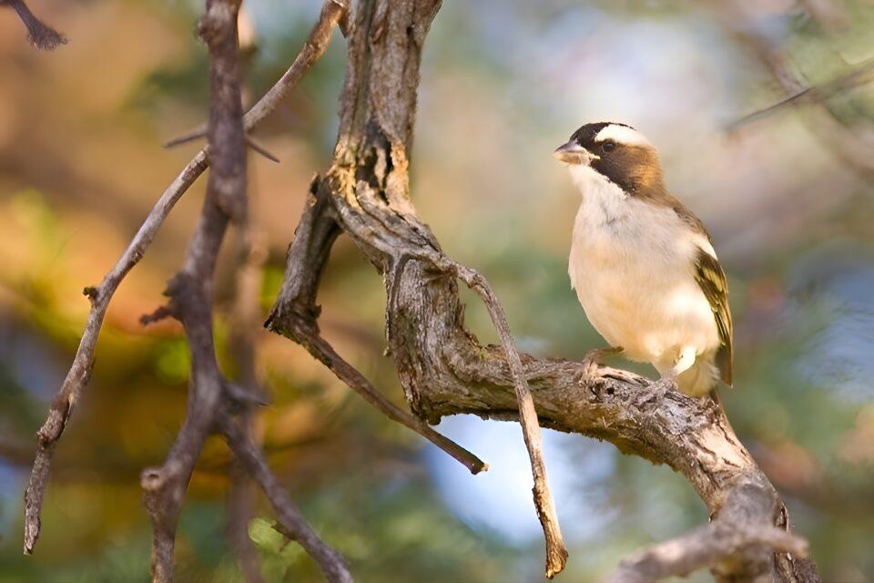 Sparrows lay larger eggs when they have help and support 
