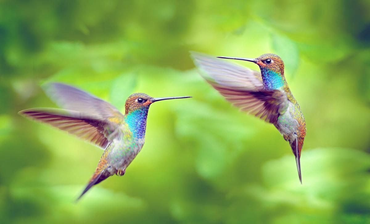 Hummingbirds adjust their wings to fly through very tiny spaces