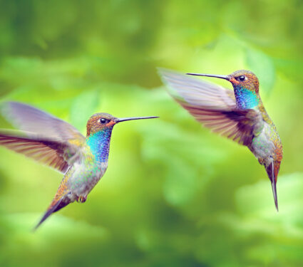 Hummingbird,In,Flight,,Green,Forest,Nature,Habitat,,White-tailed,Hillstar,,Urochroa