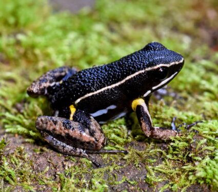 Poison-frog.jpg