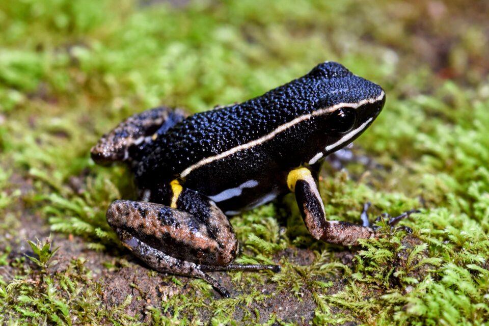 Poison frogs have distinct personalities that influence reproduction