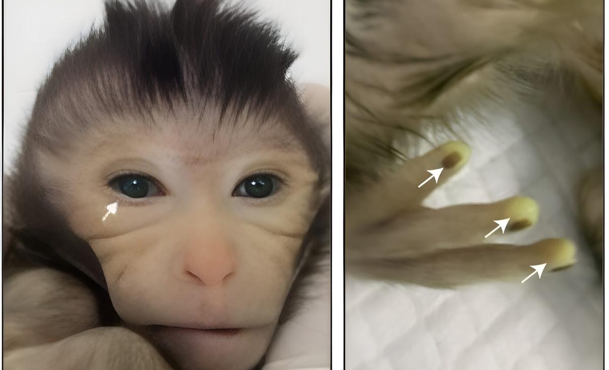 World first: Live birth of a chimeric monkey created with stem cells