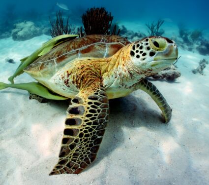 Green-sea-turtles.jpg