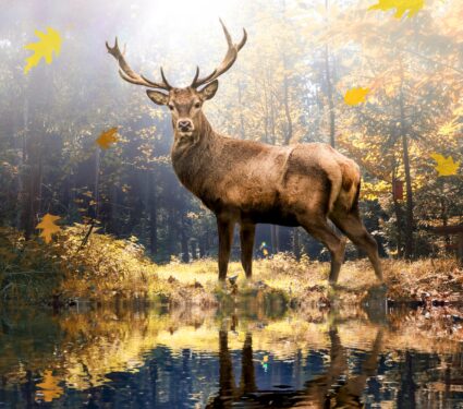 Forest-biodiversity.jpg