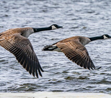 Canada-geese.jpg