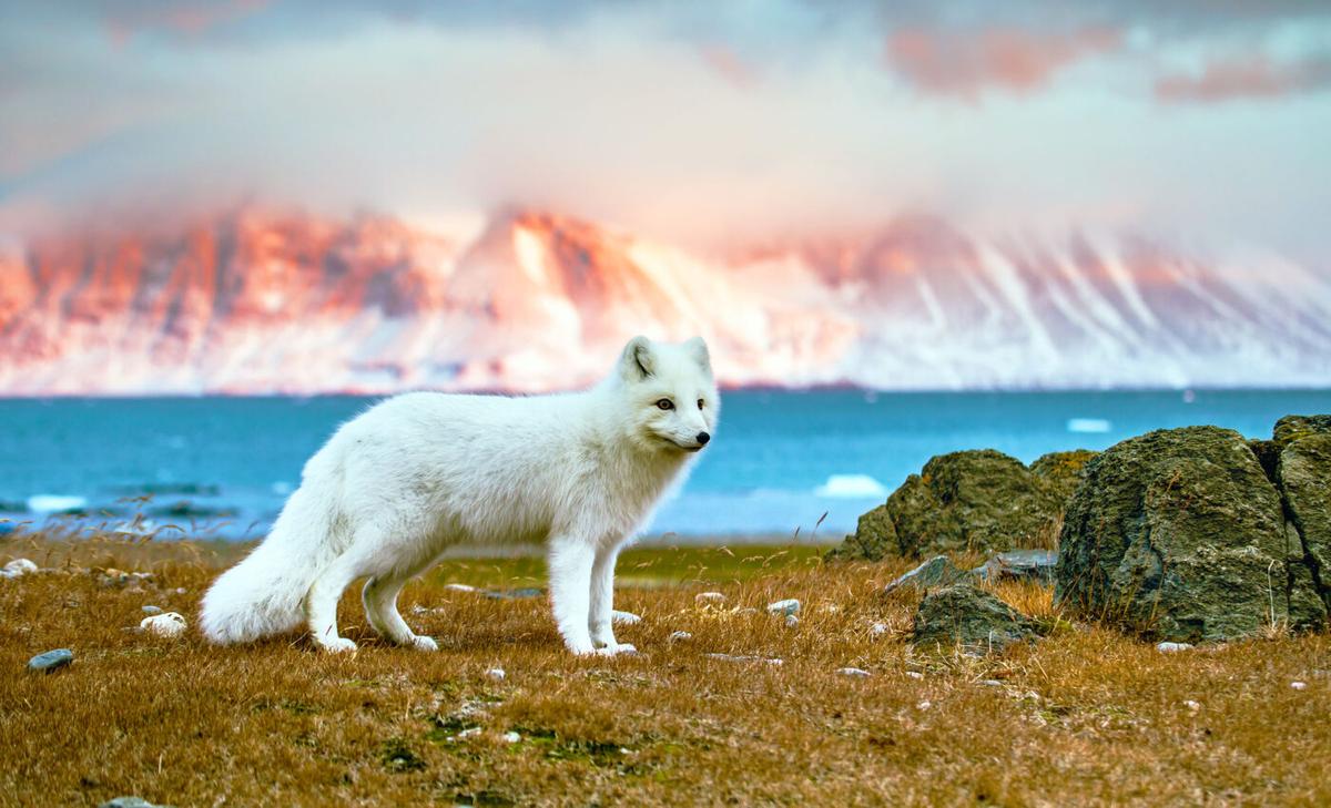 Arctic warming could speed up global 2°C temperature rise by eight years