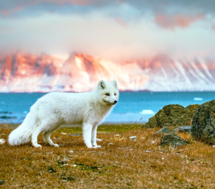 Arctic,Fox,In,The,Rays,Of,The,Autumn,Sun