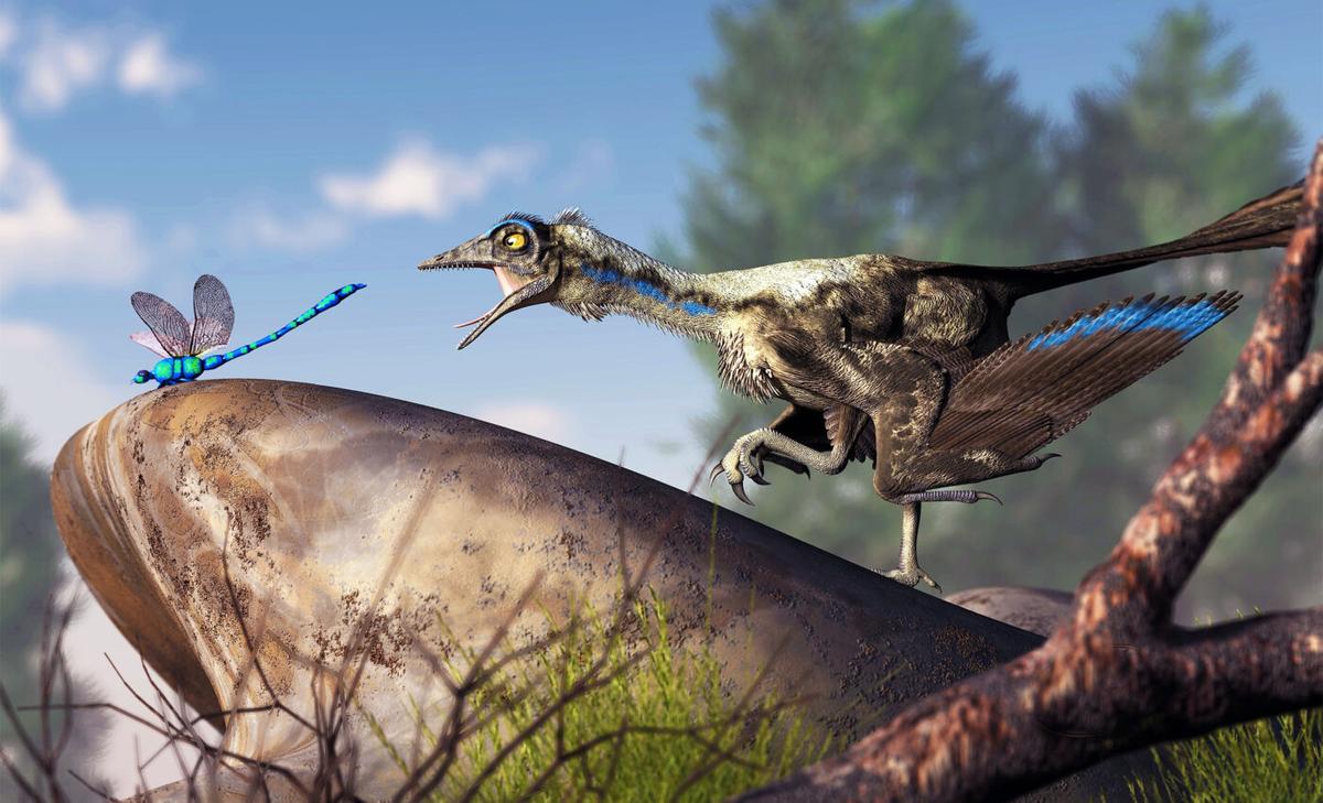 Oldest known bird footprints discovered in Australia