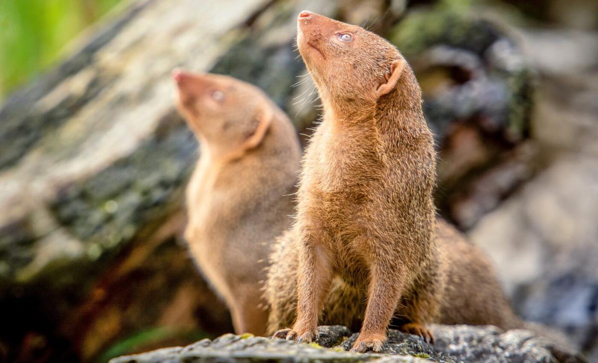 Conflict boosts offspring survival in dwarf mongooses