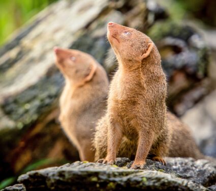 Dwarf-mongooses.jpg