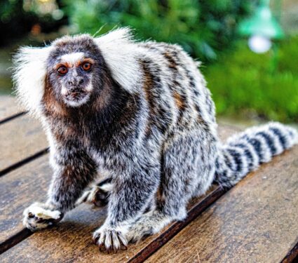 Marmosets-7.jpg