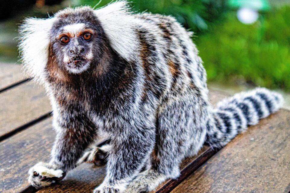 Emerging threat: Rabies virus from marmosets found in Brazilian bats