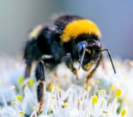 Bumblebee-pesticide.jpg