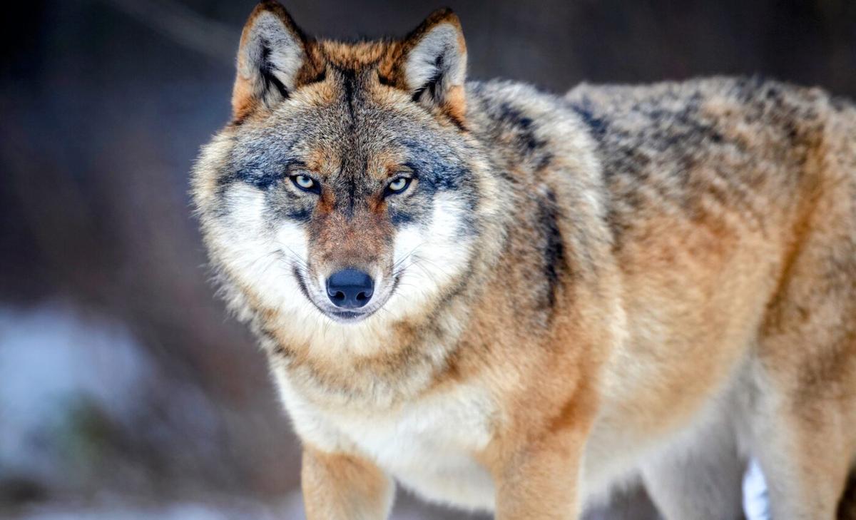 Study reveals how gray wolves recolonized Germany