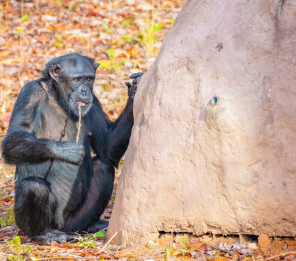 Chimpanzee,Using,Artificial,Termite,Mound
