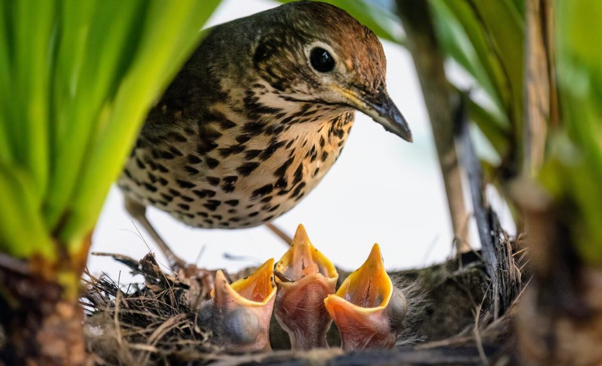 Temperature variability endangers bird nestlings