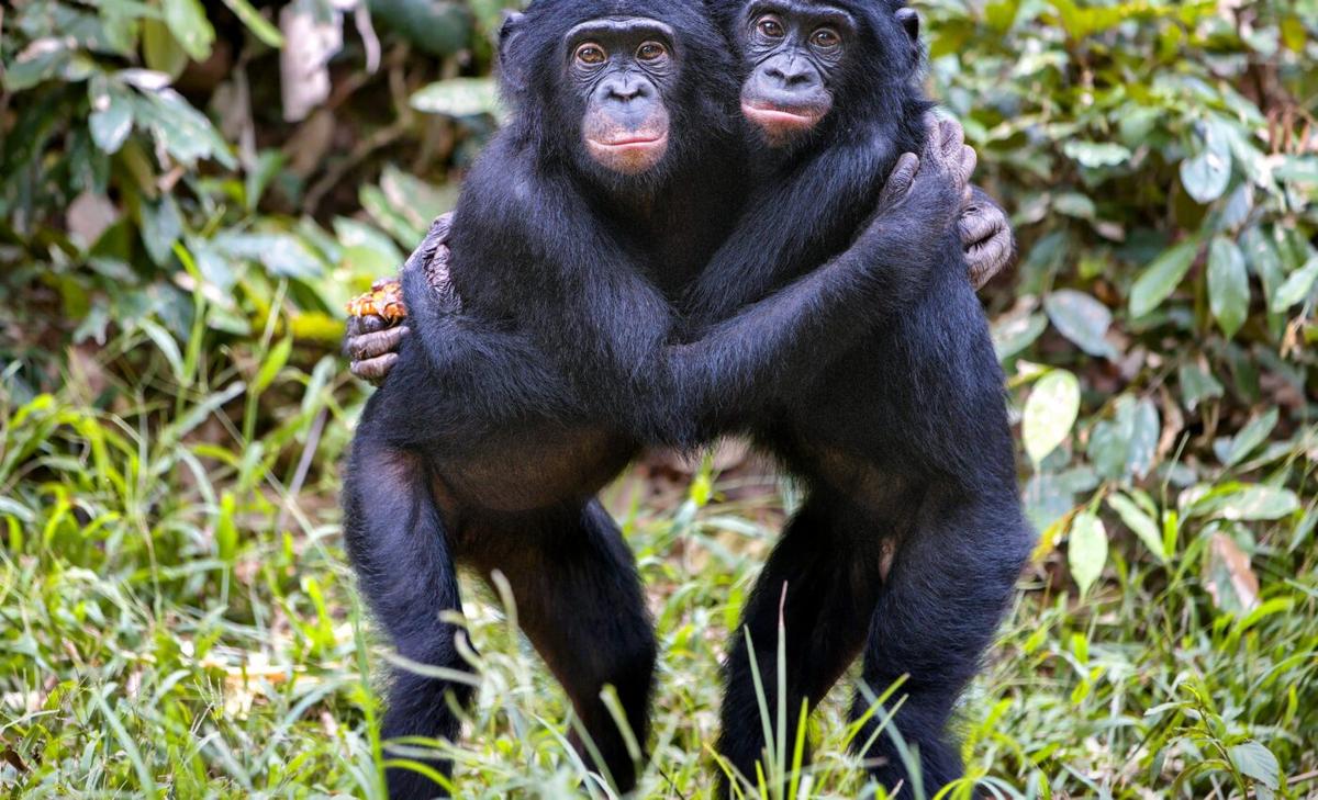 Bonobos cooperation challenges beliefs about human evolution 
