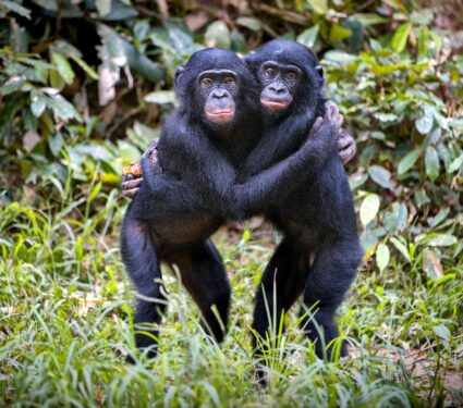 Bonobos-cooperation.jpg