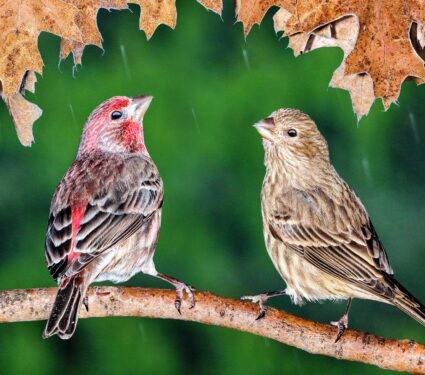 House-finches2.jpg