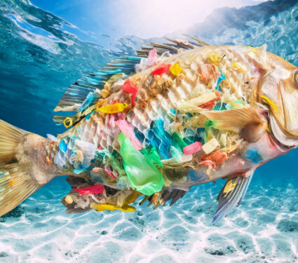 Tropical,Blue,Ocean,With,White,Sand,And,Stones,Underwater,In