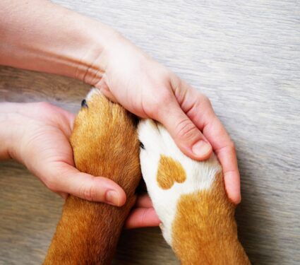 Shelter-dog.jpg