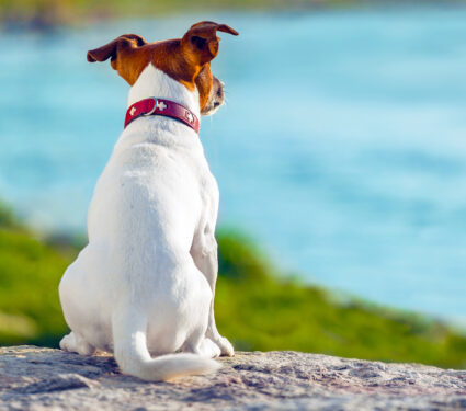 2023/11/dog_terrier_thinking_1medium.jpg