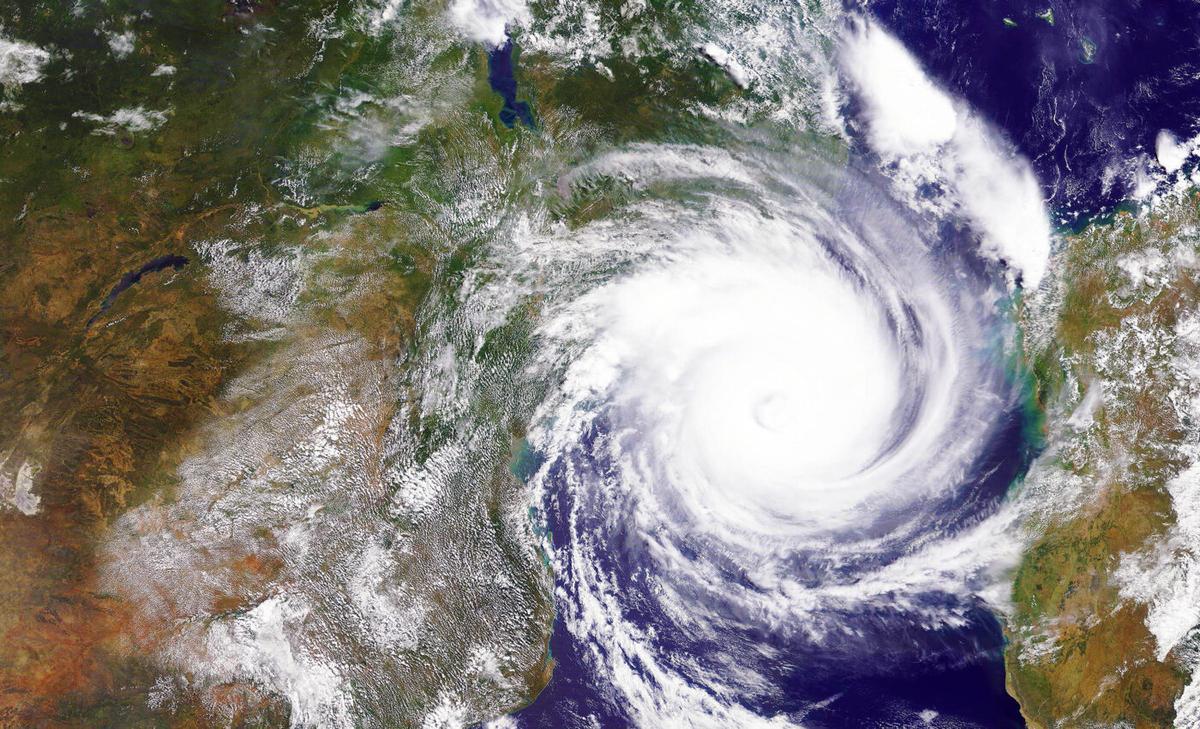 How wildlife survives hurricanes and other natural disasters