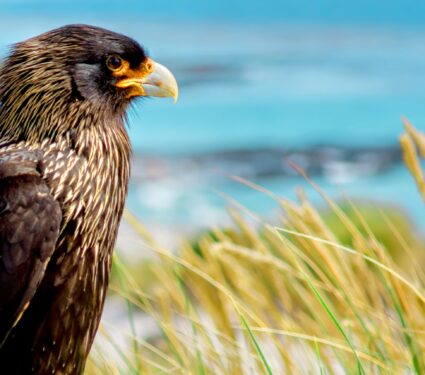 Wild-falcons.jpg